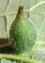 Hackberry Tenpin Gall Midge