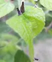 Hackberry Tenpin Gall Midge - photo 2
