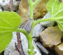Hackberry Tenpin Gall Midge - photo 3