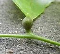 Hackberry Tenpin Gall Midge - photo 4
