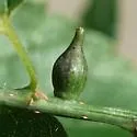Hackberry Tenpin Gall Midge - photo 5