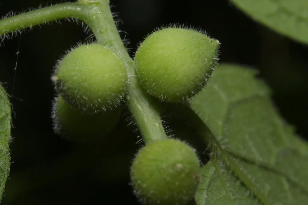 Hackberry Spherical Stem Gall Midge - photo 2