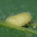 Hackberry Pear-shaped Gall Midge - photo 2
