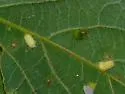 Hackberry Pear-shaped Gall Midge - photo 3