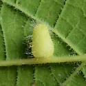 Hackberry Pear-shaped Gall Midge - photo 4