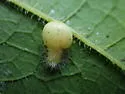 Hackberry Pear-shaped Gall Midge - photo 5