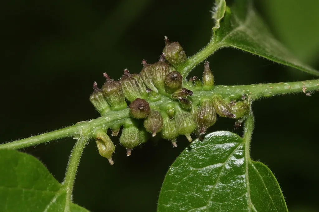 Hackberry Columnar Stem Gall Midge - photo 2