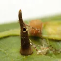 Hackberry Awl-shaped Gall Midge