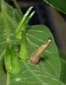 Hackberry Awl-shaped Gall Midge - photo 2