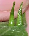 Hackberry Awl-shaped Gall Midge - photo 3
