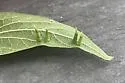 Hackberry Awl-shaped Gall Midge - photo 4