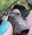 Hackberry Awl-shaped Gall Midge - photo 5