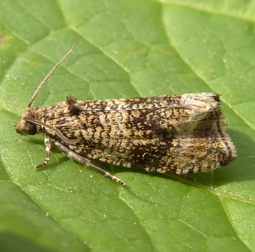 Celypha lacunana