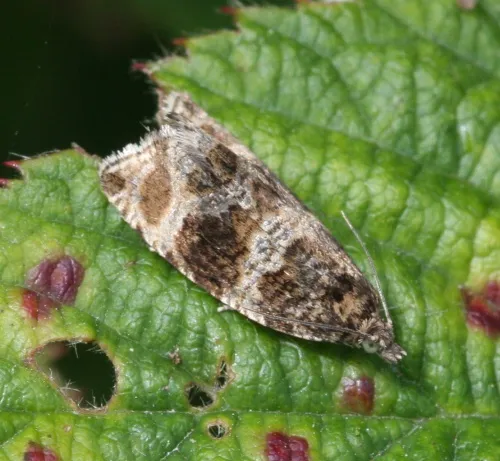 Celypha lacunana - photo 2