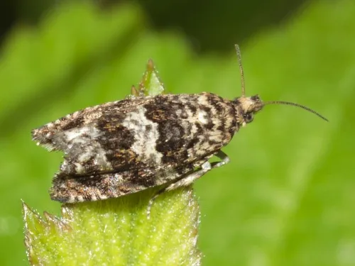 Celypha lacunana - photo 3