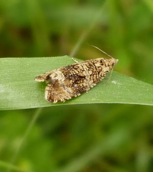 Celypha lacunana - photo 4