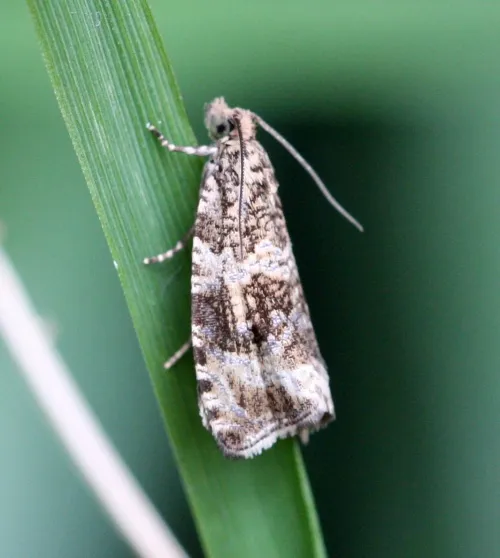Celypha lacunana - photo 5
