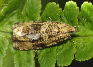 Celypha lacunana - photo 6