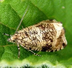 Celypha lacunana - photo 7