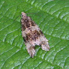 Celypha lacunana - photo 8