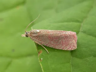 Celypha rosaceana