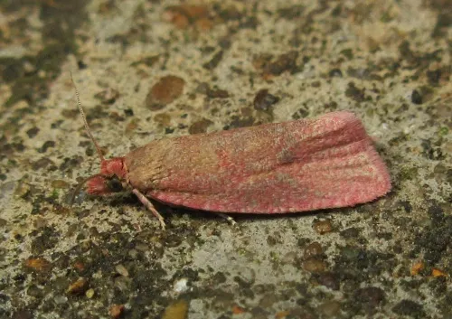 Celypha rosaceana - photo 2