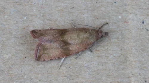 Celypha rosaceana - photo 3