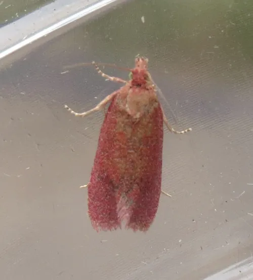 Celypha rosaceana - photo 4