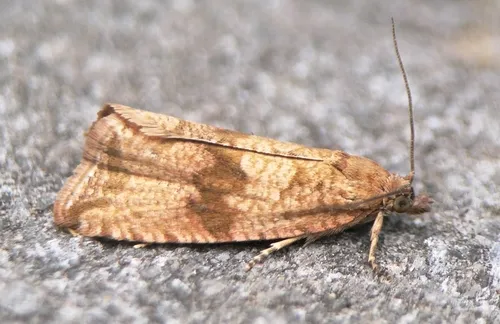 Celypha striana - Celypha striana