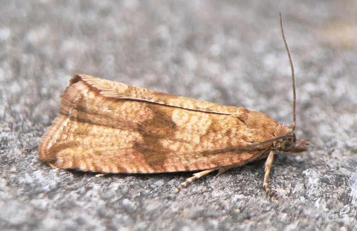 Celypha striana - photo 2