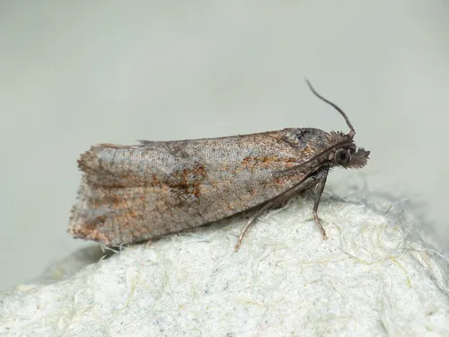 Celypha striana - photo 3