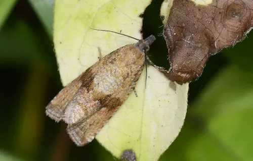 Celypha striana - photo 4