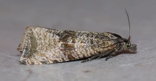 Celypha striana - photo 5