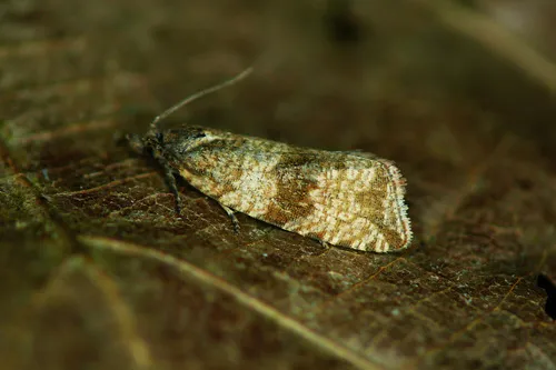 Celypha striana - photo 6