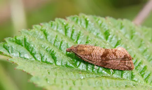 Celypha striana - photo 7