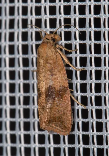 Celypha striana - photo 8
