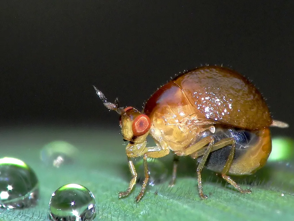 Beetle Flies - photo 3