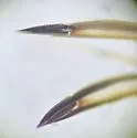 Cenocorixa andersoni - photo 4