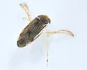 Cenocorixa bifida - photo 3