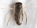 Cenocorixa bifida - photo 4