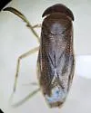 Cenocorixa bifida - photo 5