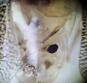 Cenocorixa expleta - photo 4