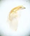 Cenocorixa expleta - photo 5