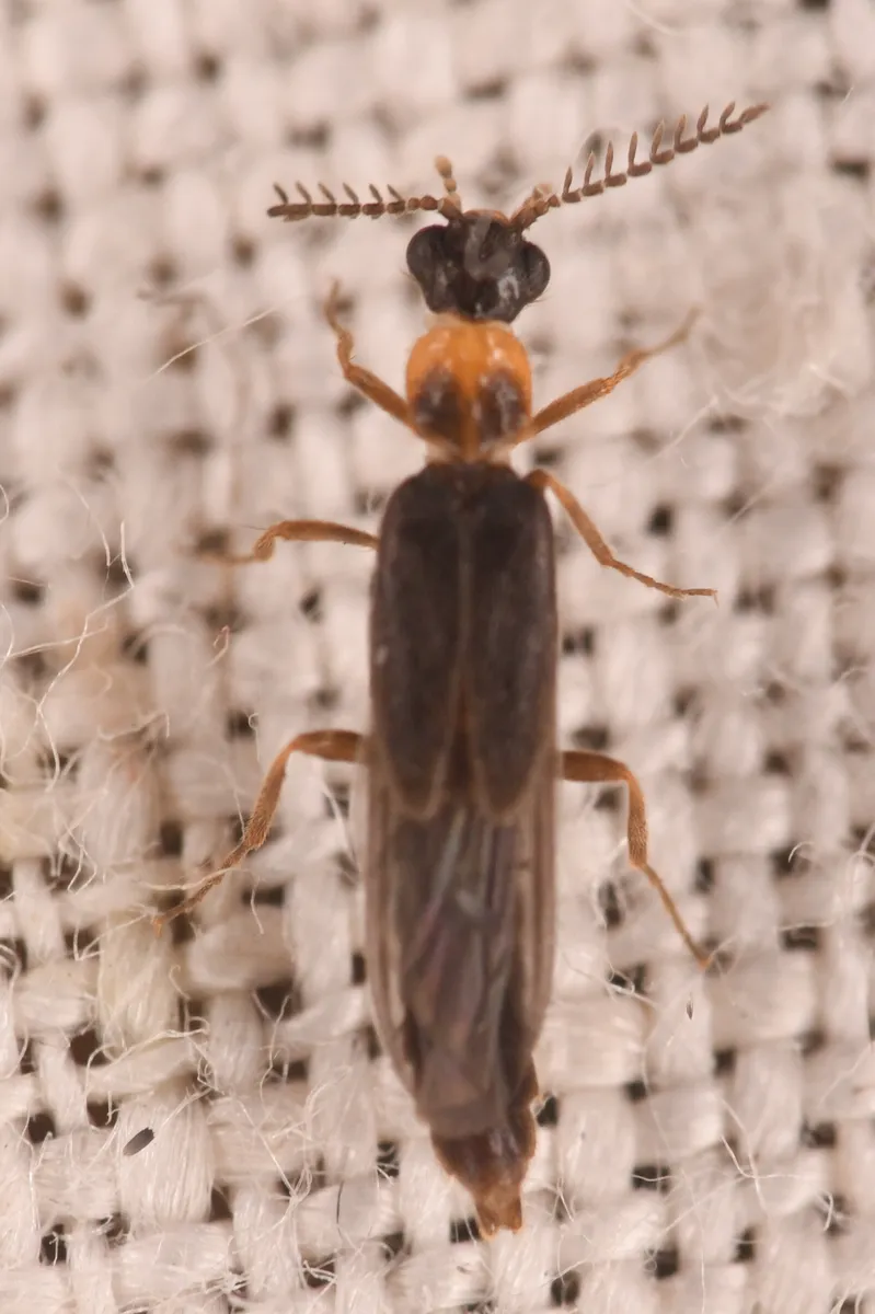 Cenophengus debilis - photo 2