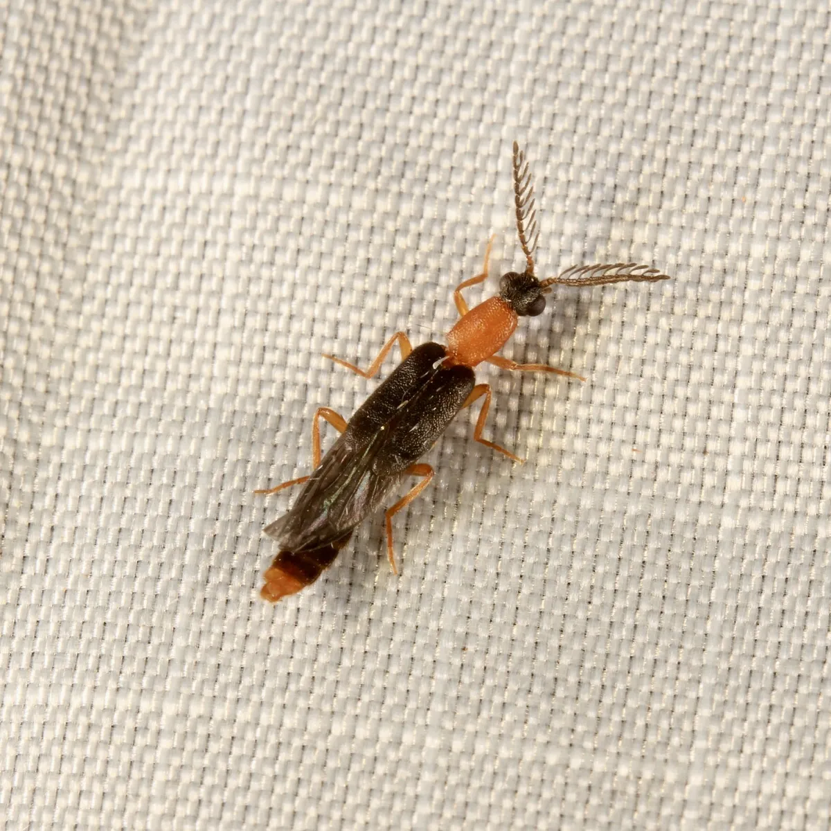 Cenophengus longicollis