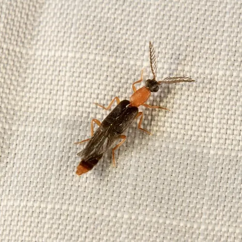Cenophengus longicollis - photo 2