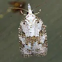 Cenopis cana - Hodges#3728
