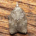 Cenopis cana - Hodges#3728 - photo 3