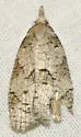 Cenopis cana - Hodges#3728 - photo 4
