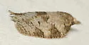 Cenopis cana - Hodges#3728 - photo 5